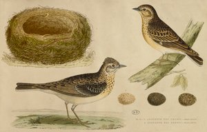 Skylark e treelark (gravura a cores)